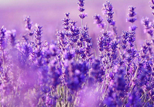 <b>纯露怎么辨别真假!</b>